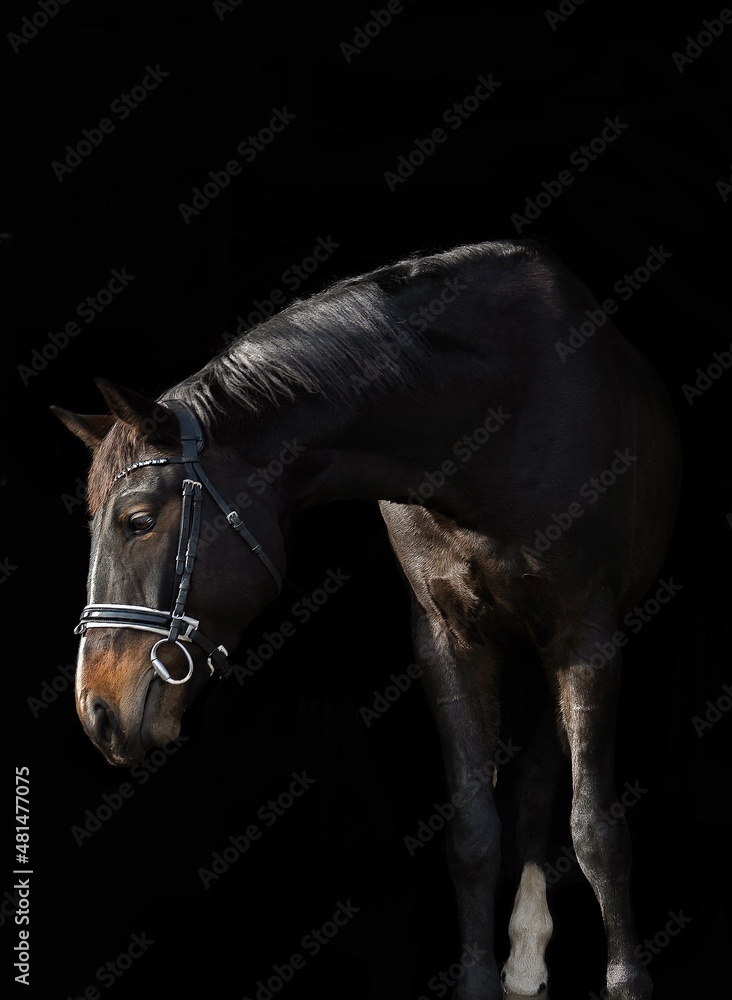 Obraz premium Gniady koń na czarnym tle