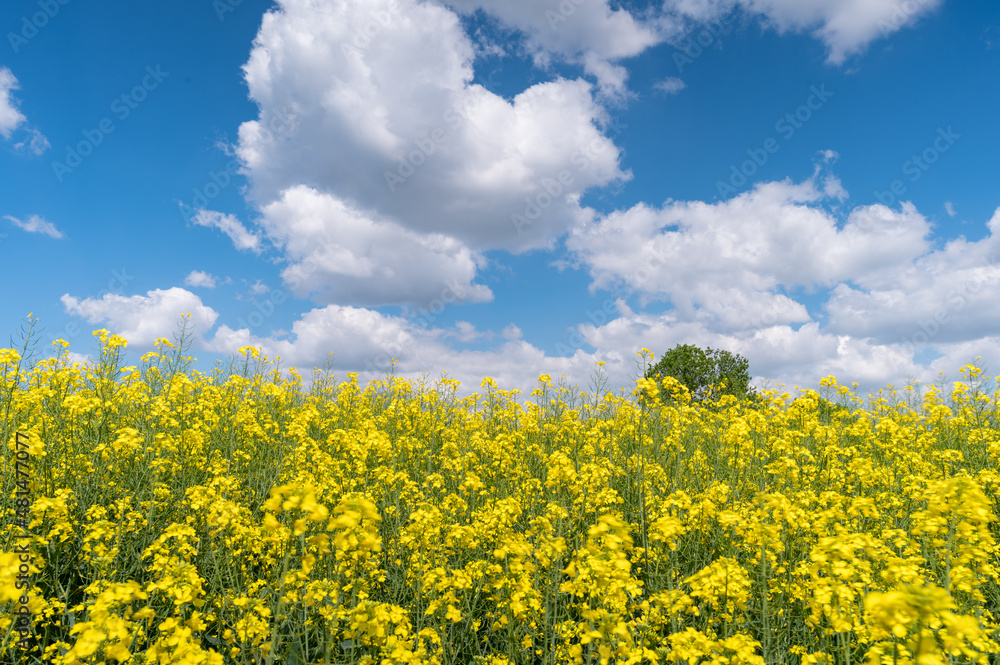 Flowering Canola or rapeseed cultivated field at sunny spring day. Blooming Rapeseed flowers against the blue sky. Flowering Canola or rapeseed cultivated field at sunny spring day. Blooming Rapeseed flowers against the blue sky.