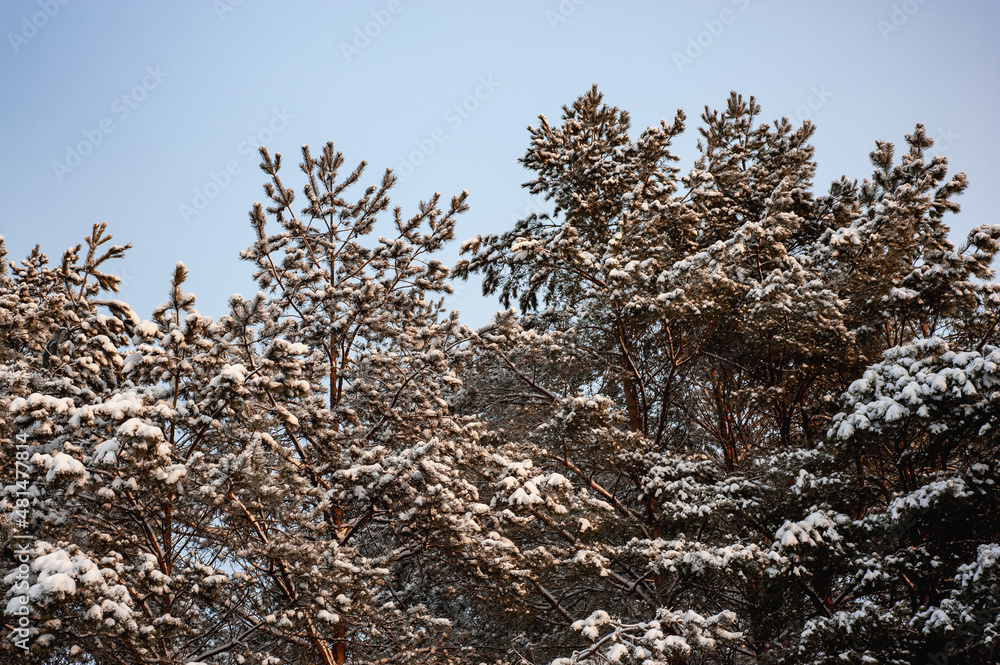 White snow on a bare tree branches on a frosty winter day, close up. Selective botanical background White snow on a bare tree branches on a frosty winter day, close up. Selective botanical background