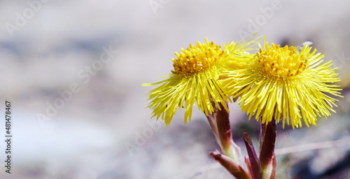 The yellow flowers are large. Tussilago. Mother and stepmother flowers.