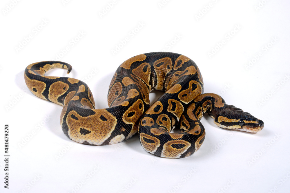 Königspython // Ball python, Royal Python (Python regius) Königspython // Ball python, Royal Python (Python regius)