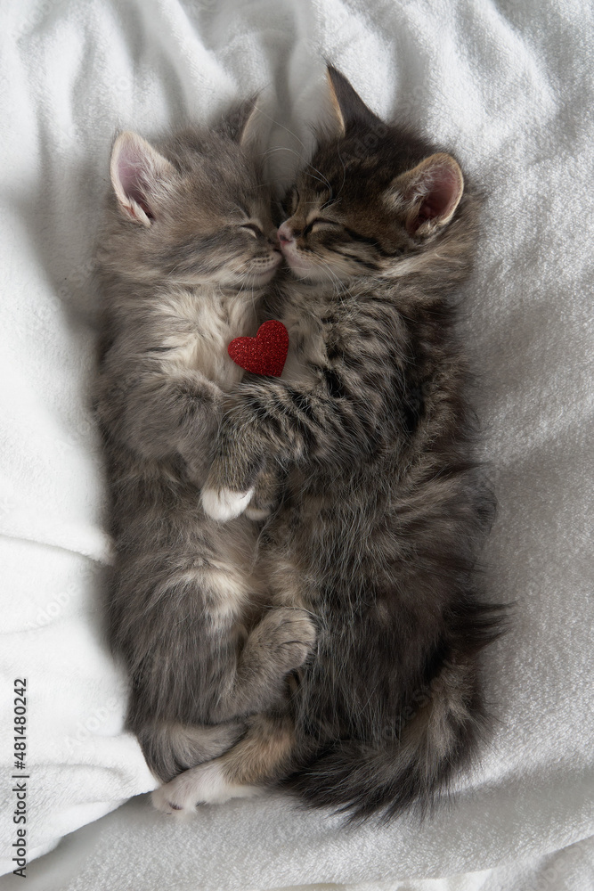 two gray kittens hugging sleep valentine's day heart valentine's day february 14 vertical
