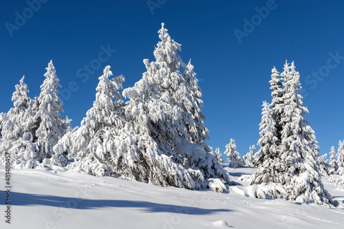 Winter landscape of Vitosha Mountain, Bulgaria © hdesislava