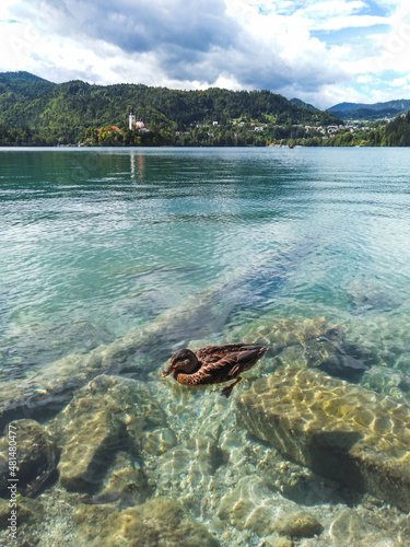 A duck swimming in the clear and turquoise water of Bled lake with a view of Church of the Assumption of Maria in the background  Slovenia