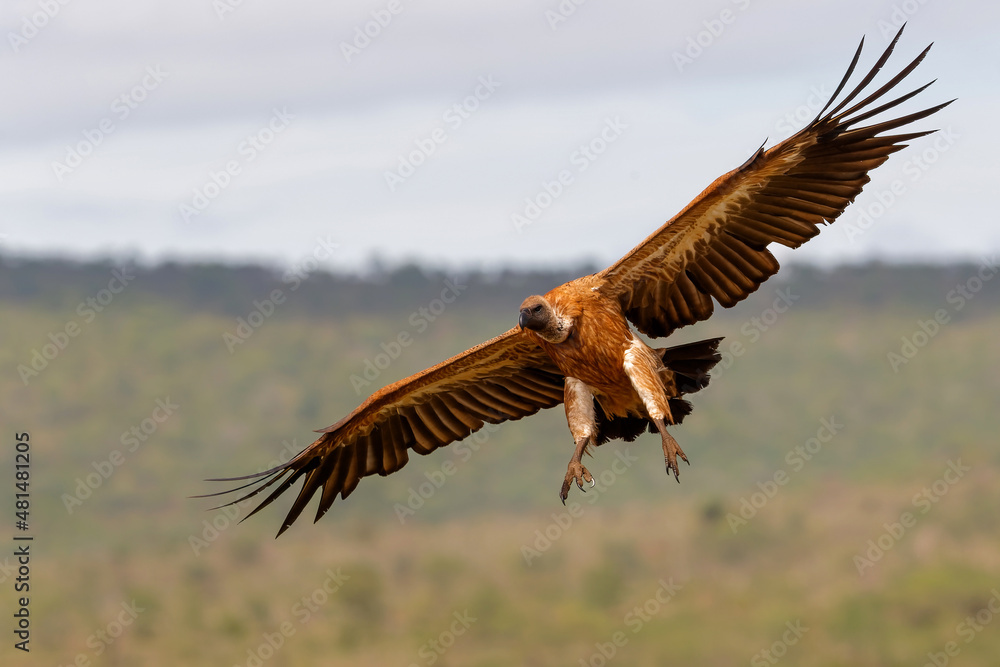 Obraz premium White backed vulture flying before landing in Zimanga Game Reserve in Kwa Zulu Natal in South Africa