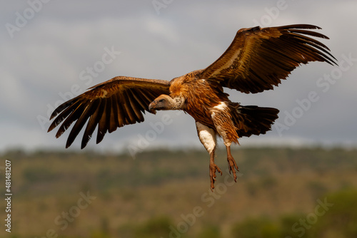 White backed vulture flying before landing in Zimanga Game Reserve in Kwa Zulu Natal in South Africa
