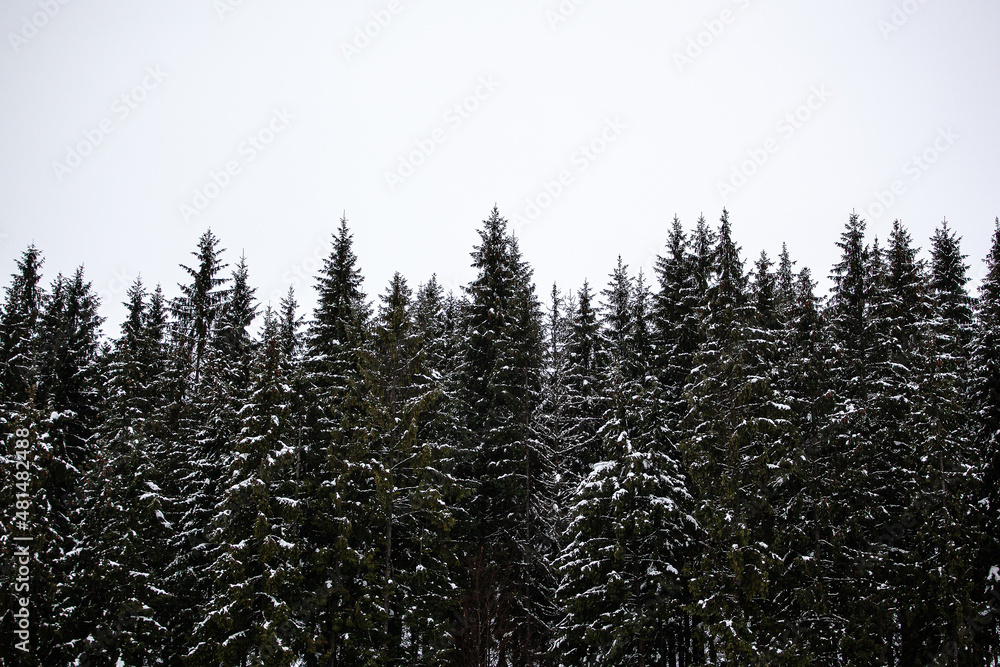Pine trees covered with snow on the mountain slopes. Conifers in winter. Beautiful winter