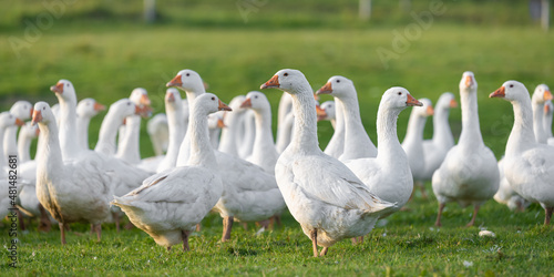 Many white fattening geese on a meadow photo