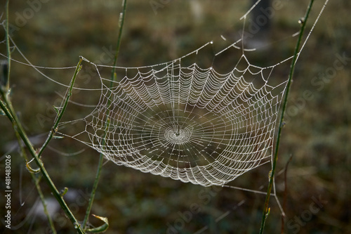 perfect web hanging from branches, with beautiful drops of moisture