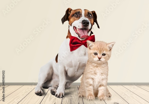 Puppy and kitten as a best friends, pet concept