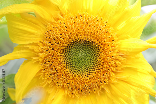 Yellow Sunflower flower close up .Sunflower oil. Sunflower natural background. Yellow big flower. Agriculture. Farming. Natural product. Farming. Smallholding. Sunflower blooming. Summer background