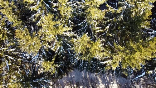 Winterly snowed coniferous forest, aerial overflight by drone.