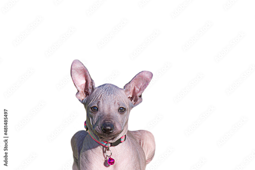 Xoloitzcuintle. Puppy's muzzle on a white background. The face of a small dog. A pet without fur. Mexican Hairless Dog. Portrait of a young animal.