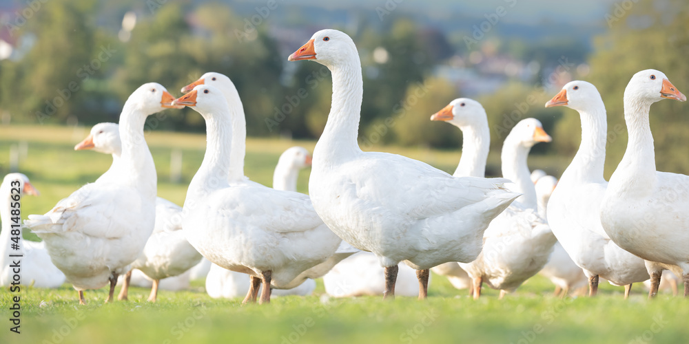 Obraz premium A lot of white fattening geese on a meadow