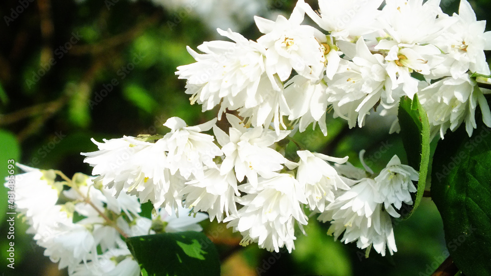white flowers in a garden white flowers in a garden