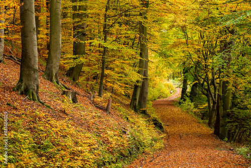 Winding forest road covered with autumn leaves, lined by old beech trees leading through an idyllic forest in fall colors, near Hämelschenburg, Weser Uplands, Lower Saxony, Germany