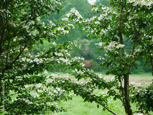 Flowering handkerchief trees are deciduous, Davidia, Davidia involucrata, two conspicuous, ovate to elliptical, round-tipped to pointed, thin bracts, surround the spherical inflorescences on the back