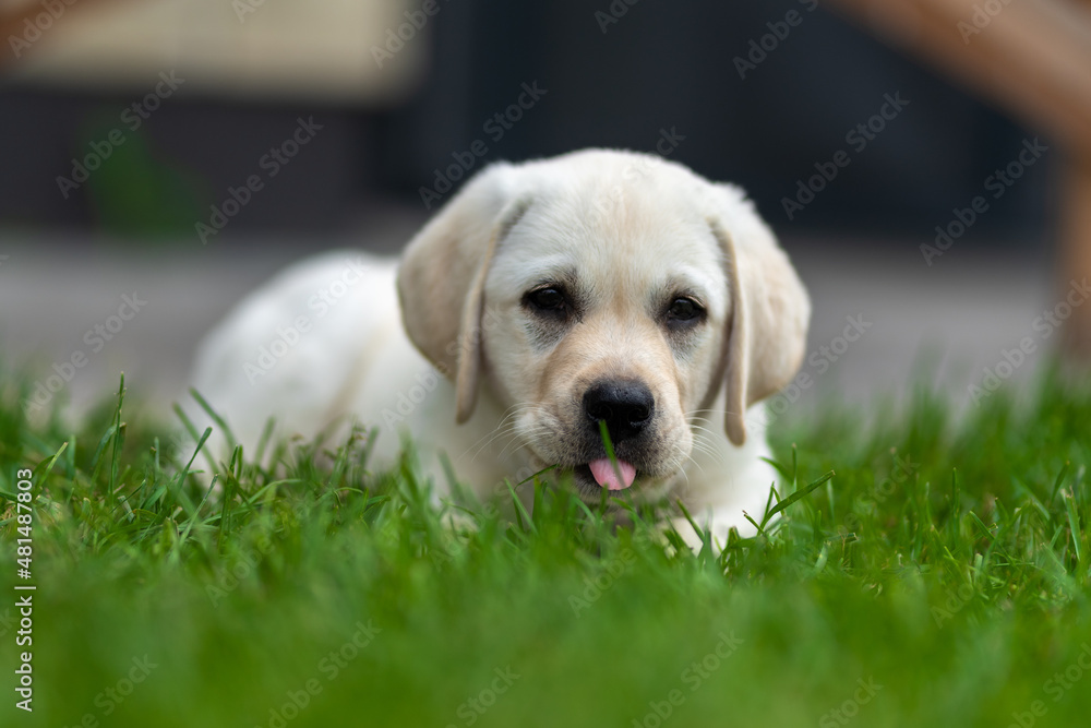 little labrador retriever puppy lies on the grass and yawns and shows tongue