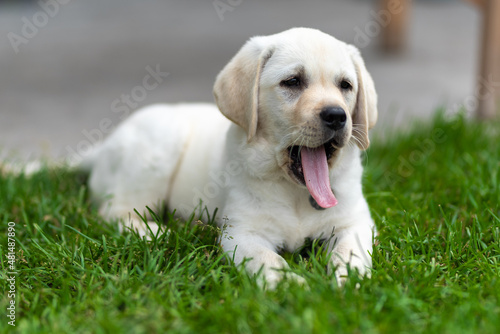 little labrador retriever puppy lies on the grass and yawns. long tongue