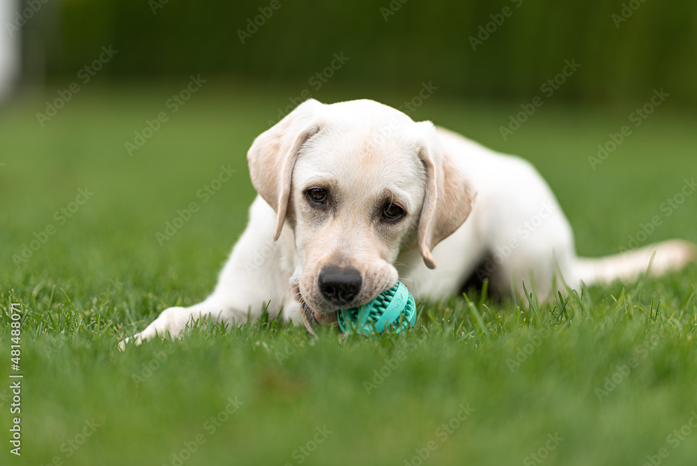 Labrador retriever with favorite toy (7 months). puppy lies on green lawn grass and looks at camera Labrador retriever with favorite toy (7 months). puppy lies on green lawn grass and looks at camera