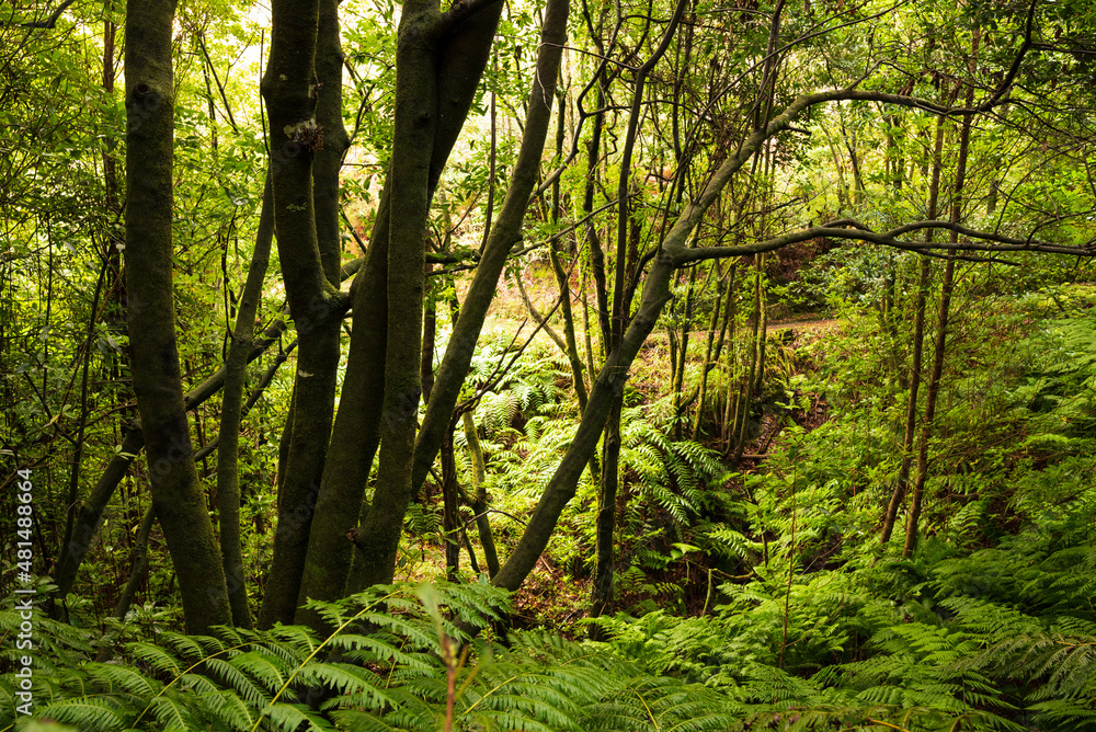Jungle-like landscape scenery with moss-covered trees and giant fern fronds at the 