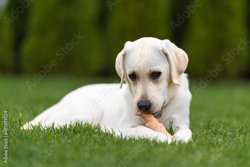 the labrador lies and rests. The puppy chews on his favorite toy. Pressed wood safety stick