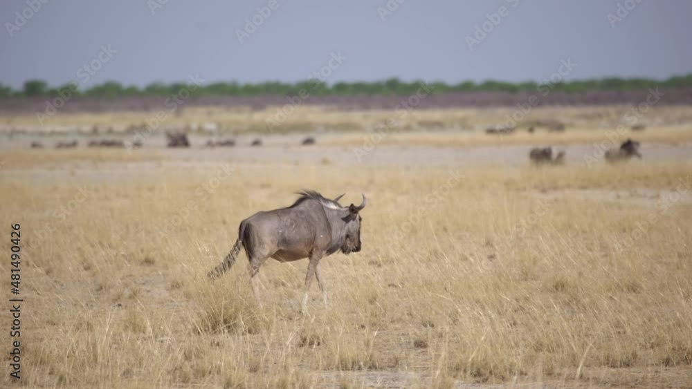 Buffalo bull in the wild. Safari in Africa, African savannah wildlife. Buffalo bull in the wild. Safari in Africa, African savannah wildlife.