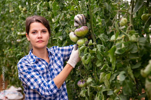 Successful female gardener with ripe blue tomatoes in greenhouse