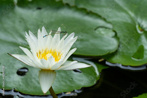 A blue dragonfly sits on a water flower.