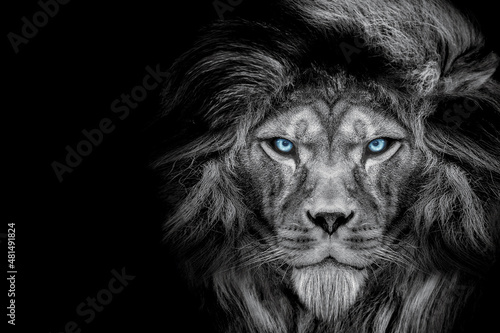 African male lion , wildlife animal Black and white but with colored eyes , Gorilla , Elephant mammal animal , perfect for poster and canvas 