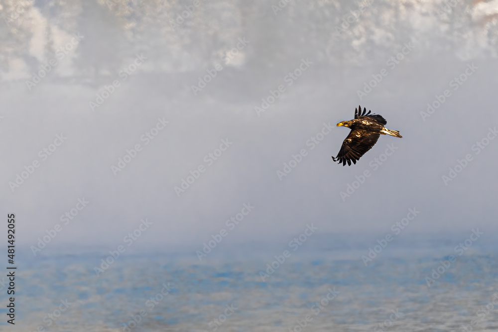 Fototapeta premium Bald Eagle (Haliaeetus leucocephalus) on the Hunt