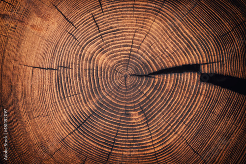 cross-sectional wood texture with a pattern of annual rings. old tree stump background