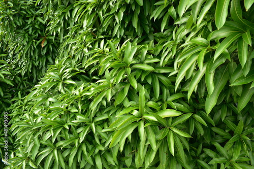 Mango indigofera fresh new leaves