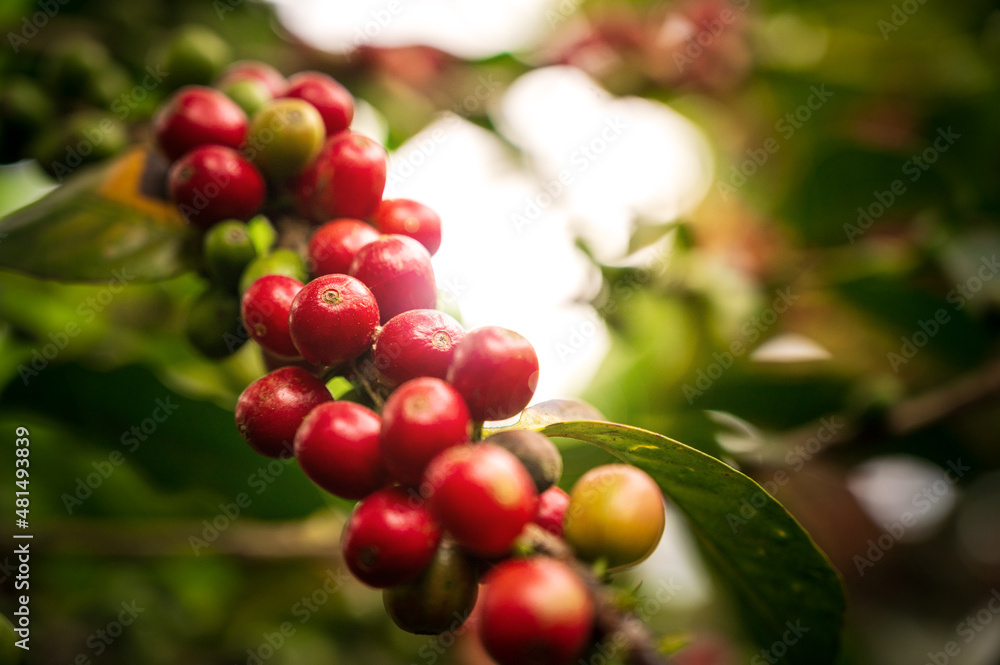 coffee arabica plant , ripe red coffee fruits - Coffea arabica, cultivation, Guatemala, Central America - obrazy, fototapety, plakaty 