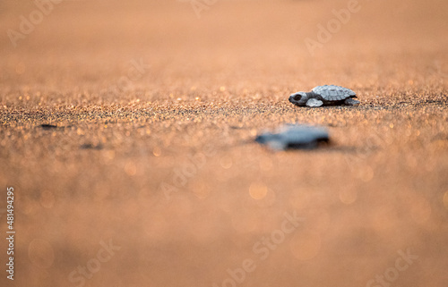 Tortuga bebé, Liberación de tortugas en la playa al atardecer - Monterrico, costa del pacífico, Guatemala