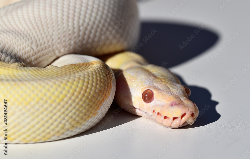 Fototapeta premium A beautiful python regius snake with selective focus