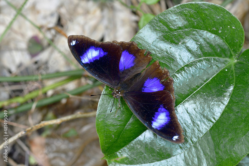 翅を開いたリュウキュウムラサキの雄（沖縄県・石垣島）
