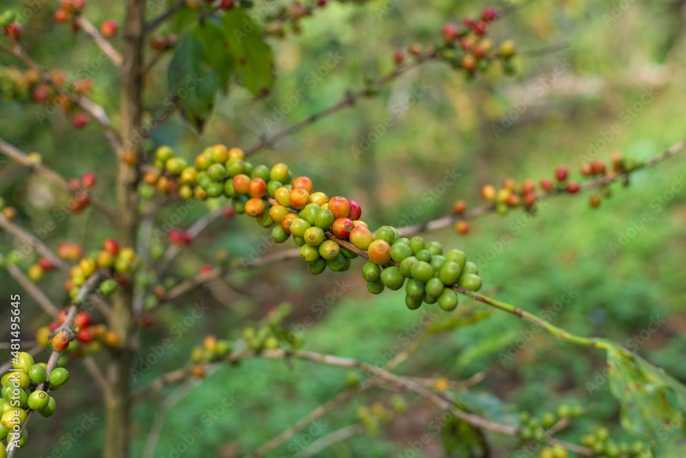 Coffee beans ripening on tree. Coffee beans ripening on tree.