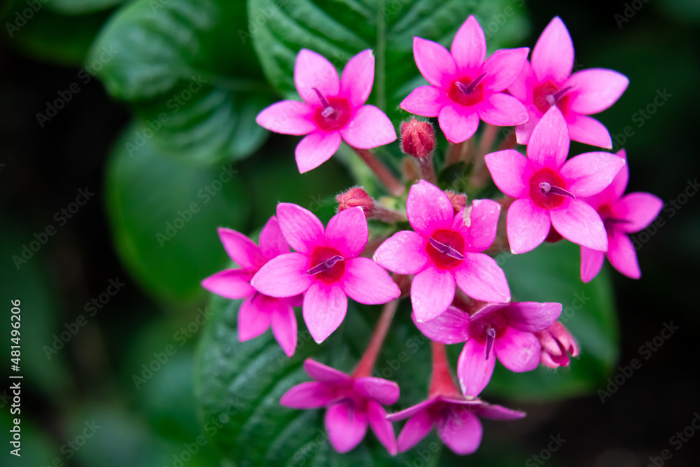 Beautiful pink and purple flower cluster