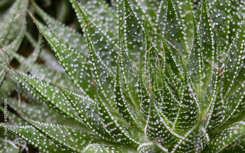 Quadro su tela Close up of Aloe aristata - Green desert succulent from South Africa