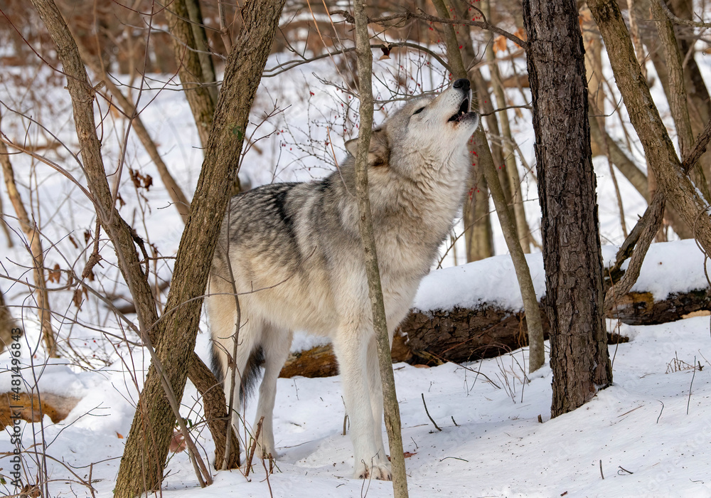 Fototapeta premium howling wolf in the snow