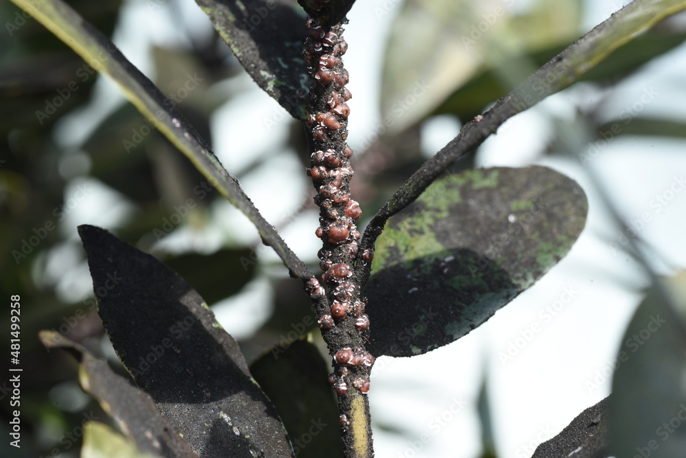 Ceroplastes rubens are parasitic on laurels. . Scale insects are small ...