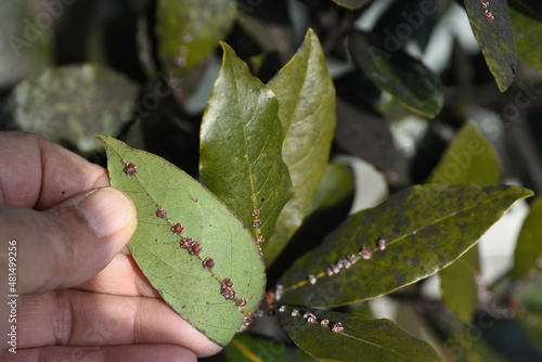 Ceroplastes rubens are parasitic on laurels. . Scale insects are small insects of the order Hemiptera, suborder Sternorrhyncha.  photo