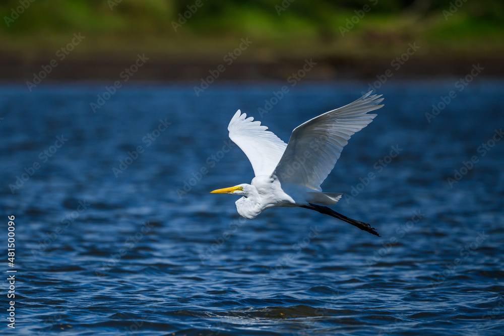 ardea alba/ white heron portrait africa kenya ardea alba/ white heron portrait africa kenya