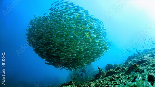 Huge fish ball in the blue sea - perfect symmetry