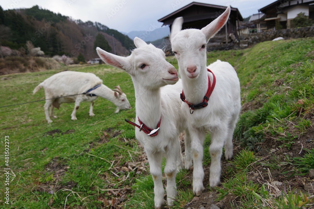 Obraz premium じゃれある子ヤギ