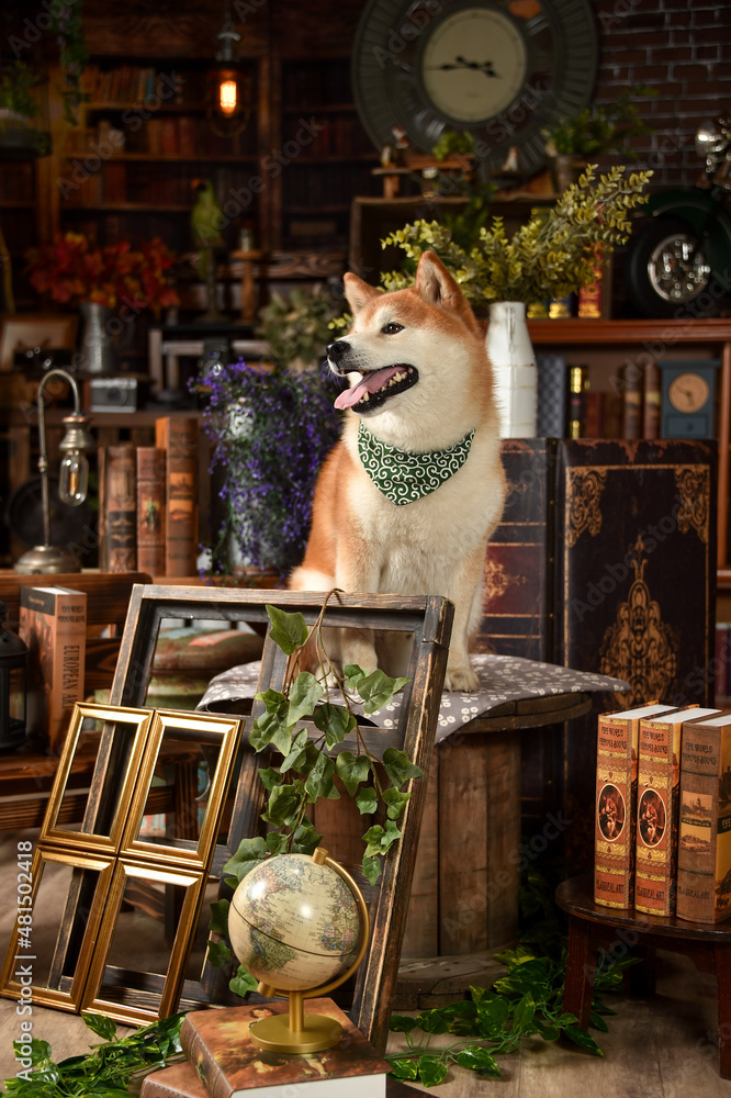 レトロ背景でおすましする茶毛の柴犬 レトロ背景でおすましする茶毛の柴犬