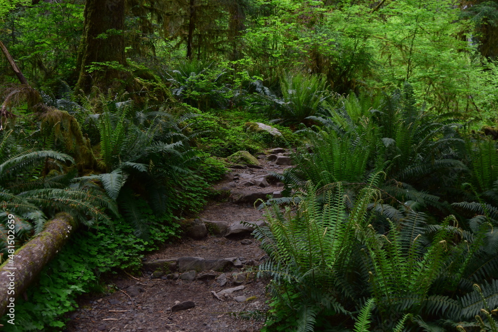 Obraz premium Olympic National Park, Washington, USA