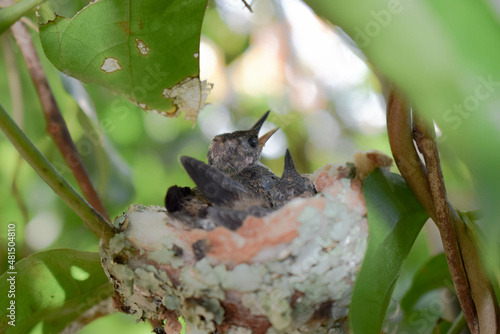 Baby bird in the nest