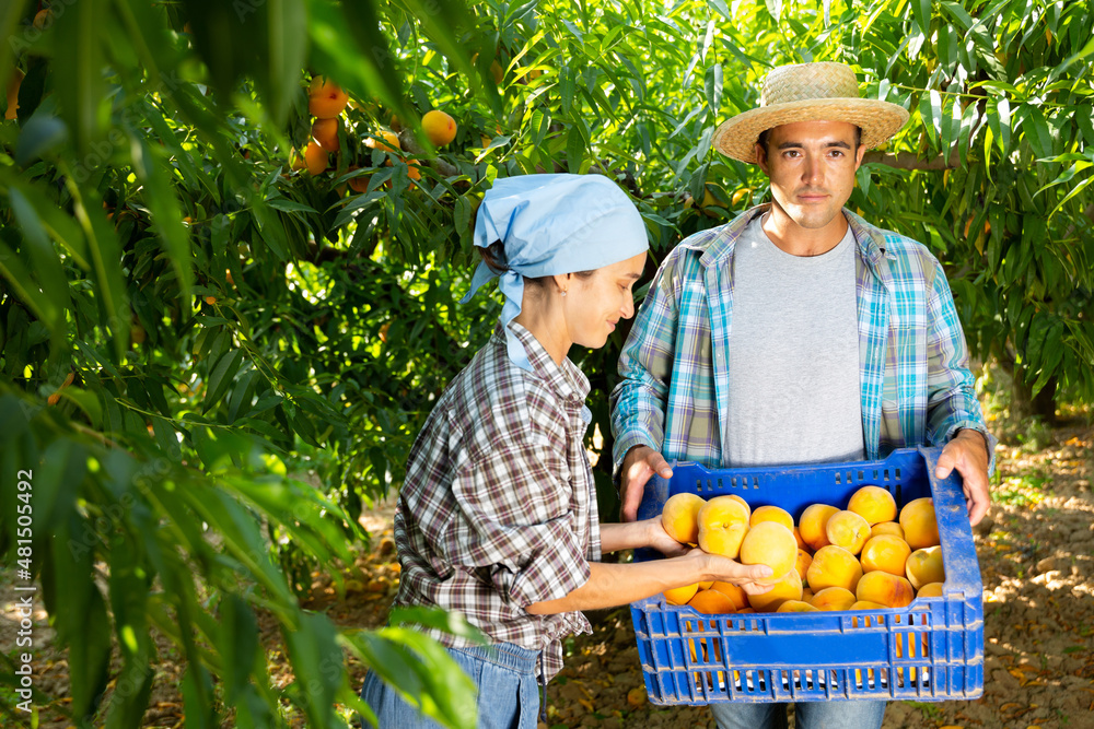 Fototapeta premium Portrait of couple of happy farmers harvesting ripe peaches in fruit garden